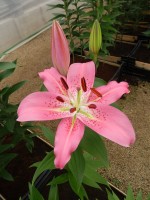 [4307 Crater GA No102.JPG]